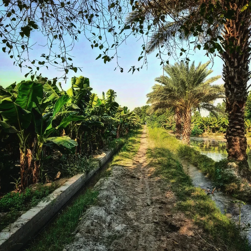 Karoondi a small town in District Khairpur Mirus Sindh Pakistan 