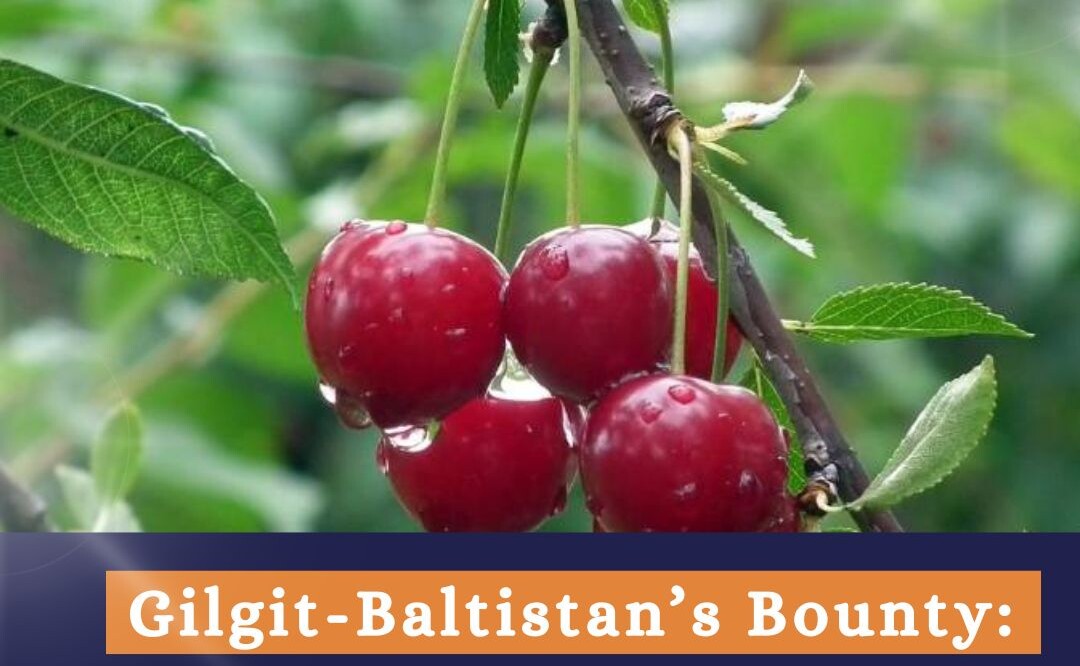 Pakistan Cherry Exports Soar: Gilgit-Baltistan Leads the Global Market